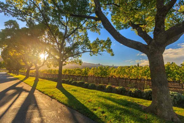 Swan Valley Wine Tour Winery Vineyard