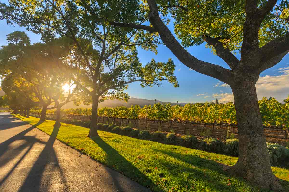 swan valley wine tours groupon