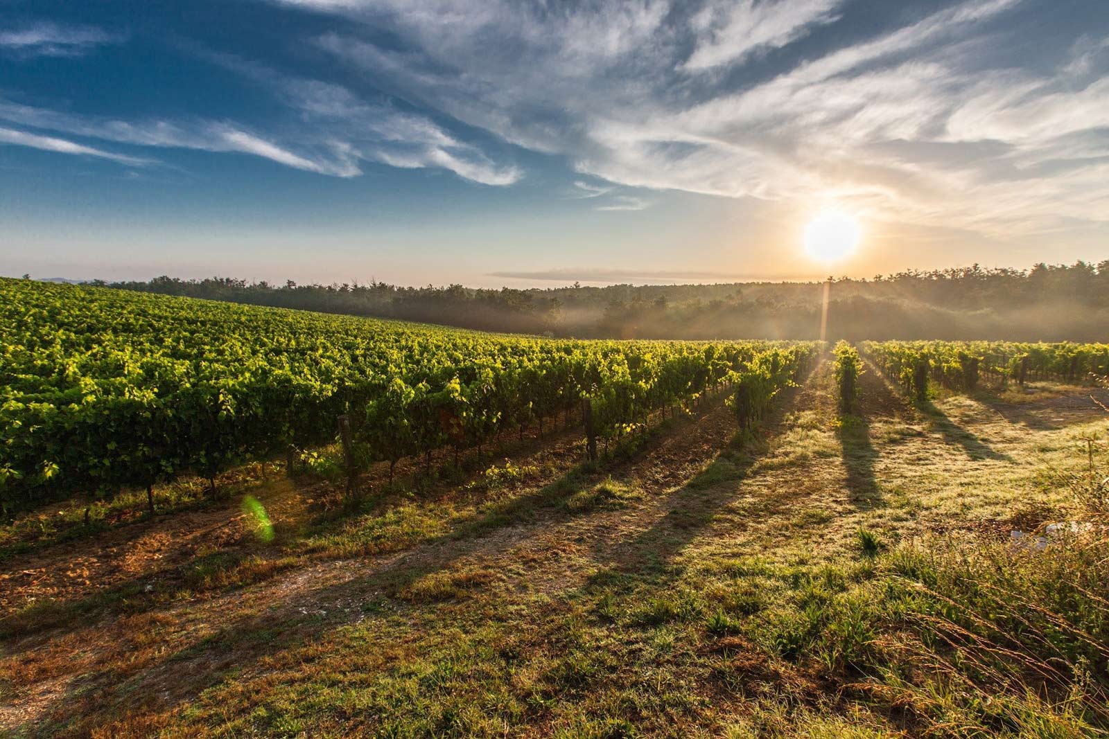 wine tour cruise perth