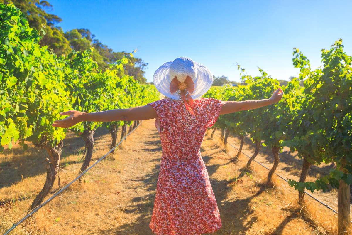 Half Day Wine Tour